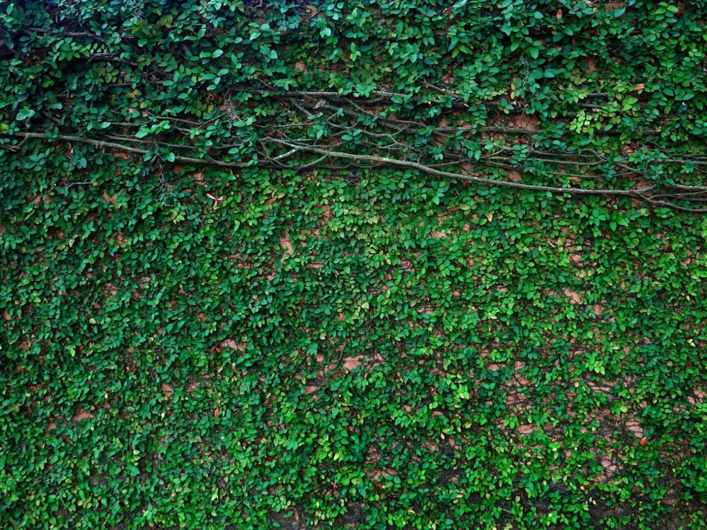 Let It Grow 7X5 Ultracloth ( 84 X 60 Inch ) Backdrop