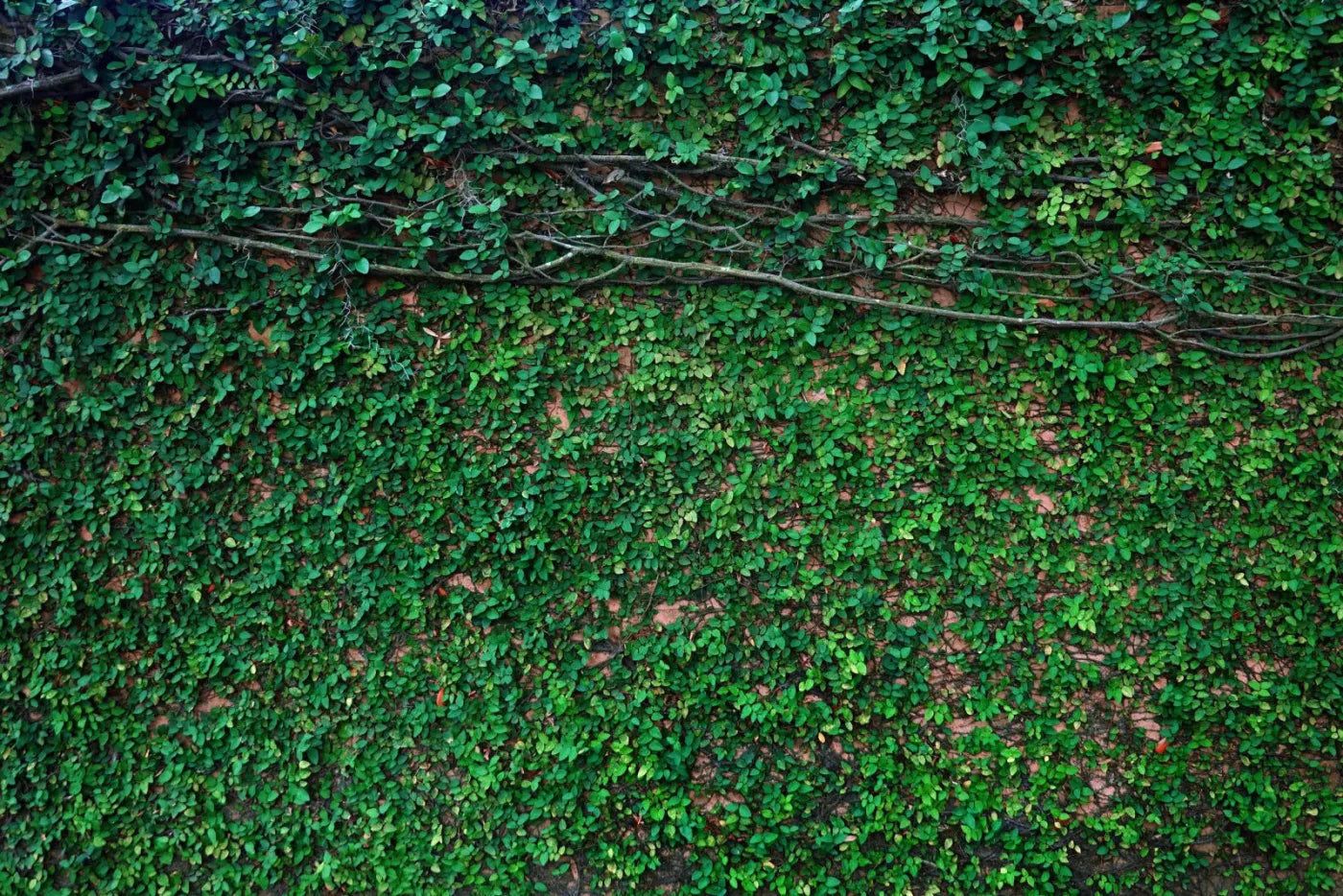 Let It Grow 8X5 Ultracloth ( 96 X 60 Inch ) Backdrop