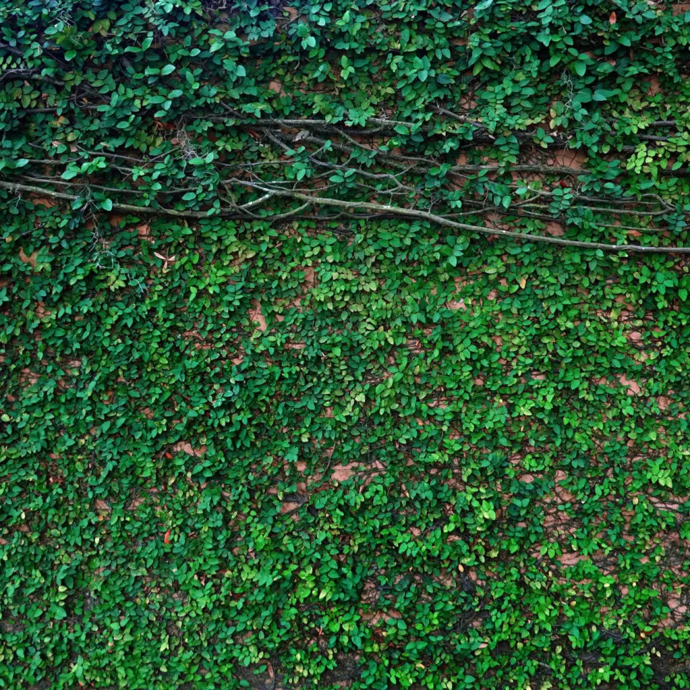 Let It Grow 8X8 Fleece ( 96 X Inch ) Backdrop