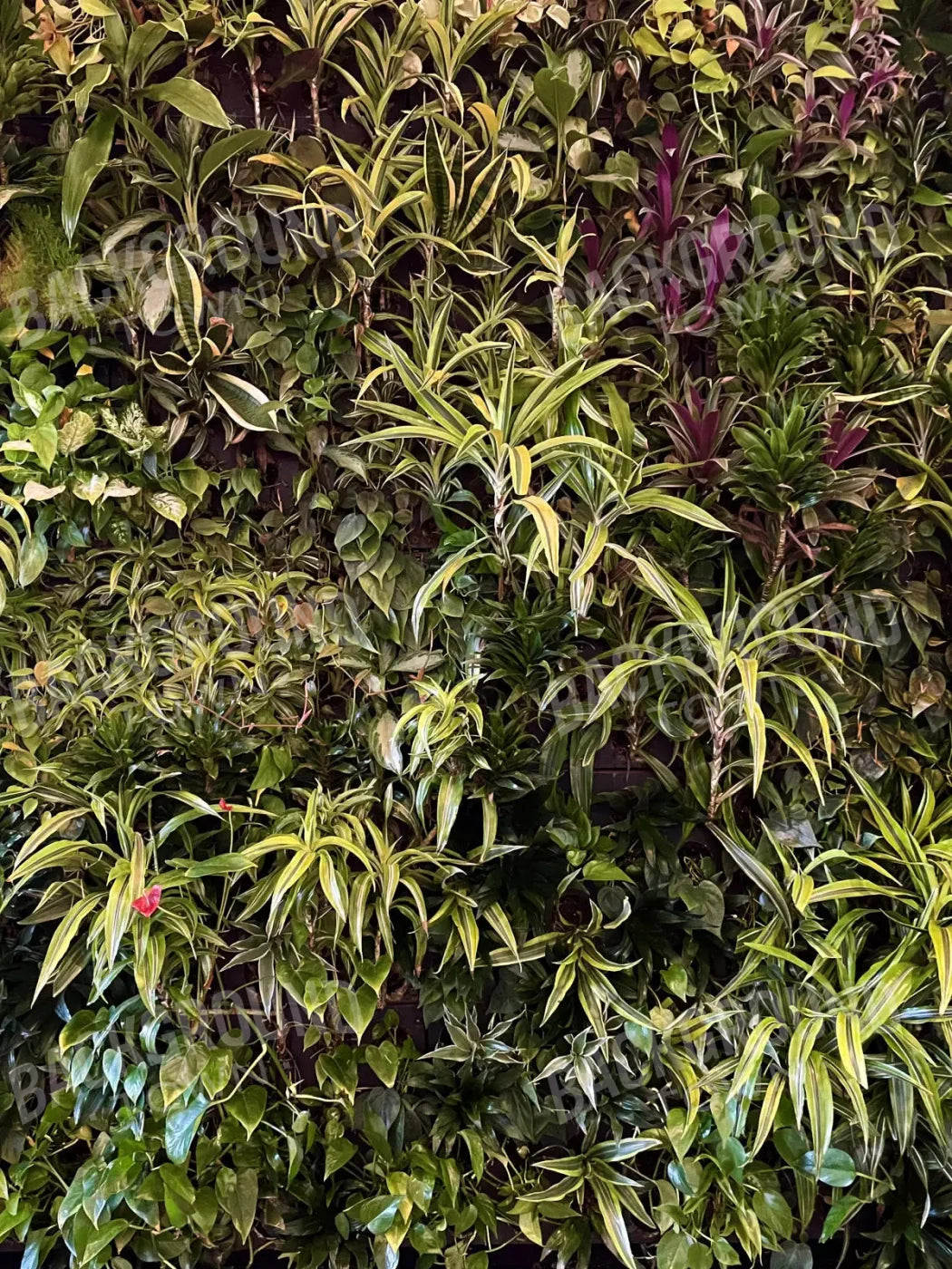 Living Wall 5X68 Fleece ( 60 X 80 Inch ) Backdrop