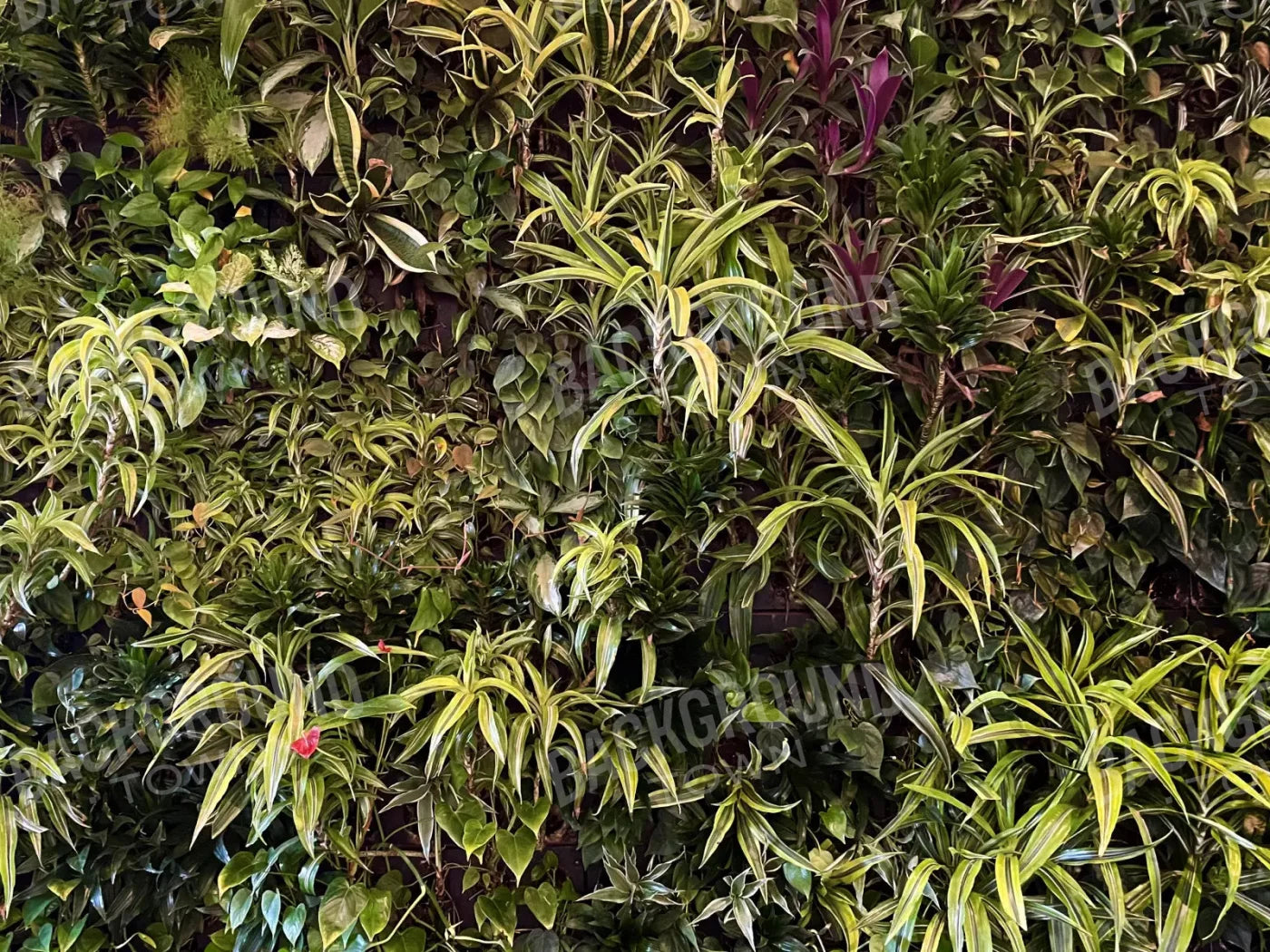 Living Wall 68X5 Fleece ( 80 X 60 Inch ) Backdrop