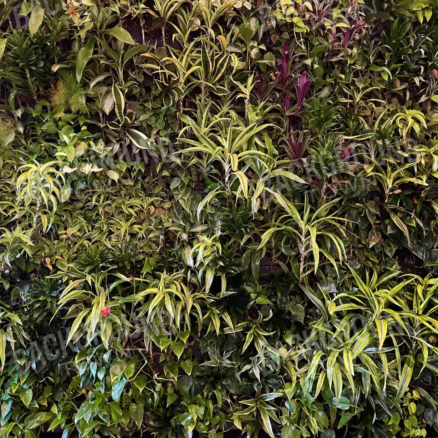 Living Wall 8X8 Fleece ( 96 X Inch ) Backdrop