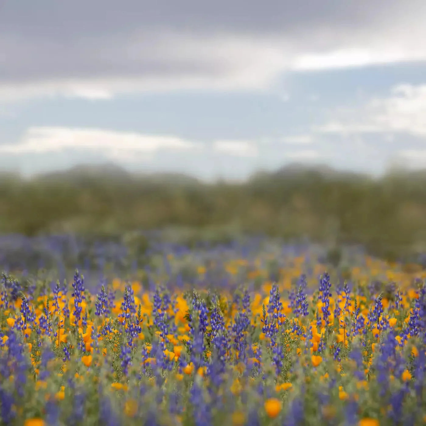 Mexican Poppies 10X10 Ultracloth ( 120 X Inch ) Backdrop