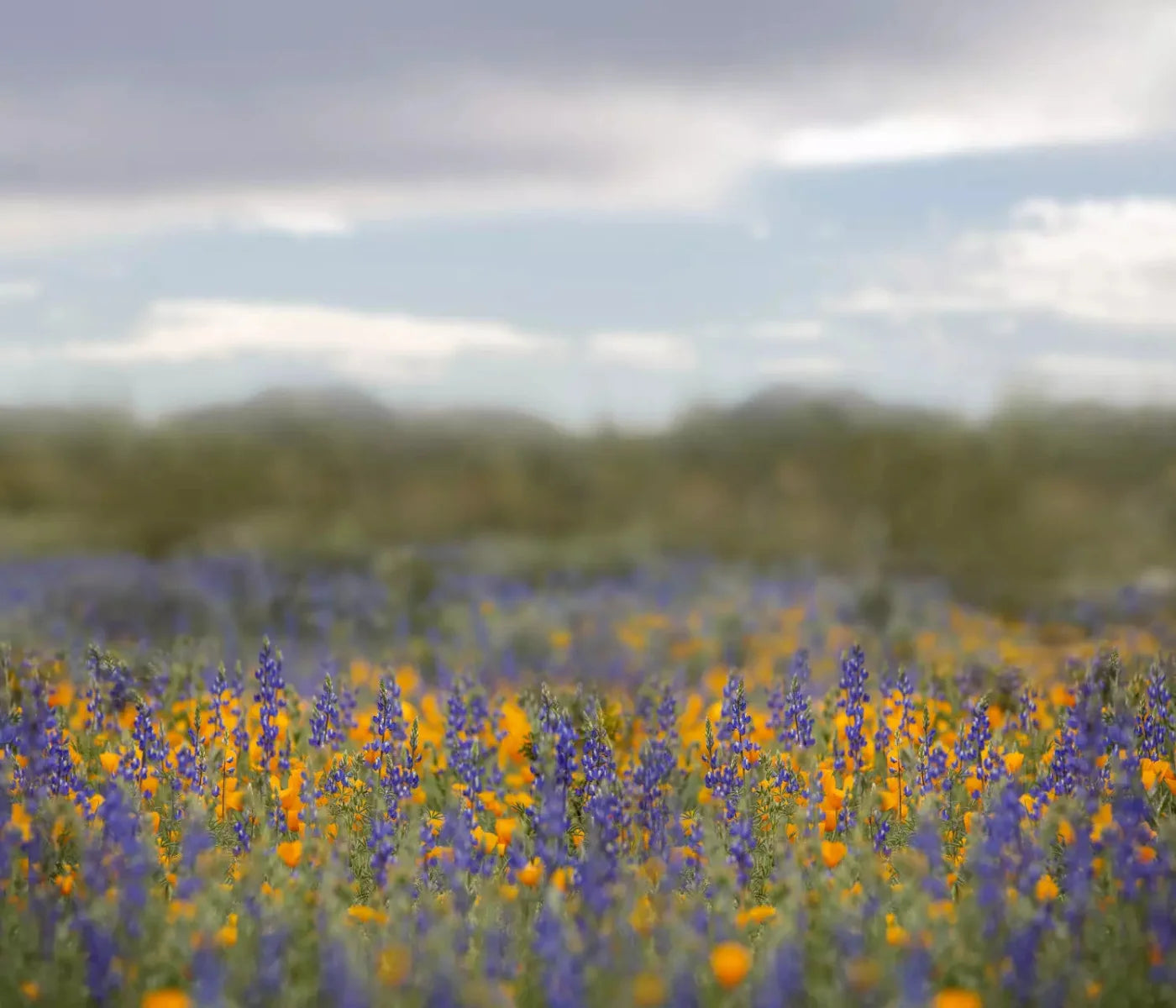 Mexican Poppies 12X10 Ultracloth ( 144 X 120 Inch ) Backdrop