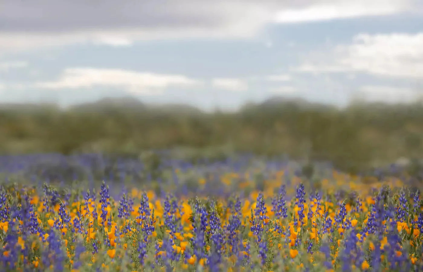 Mexican Poppies 12X8 Ultracloth ( 144 X 96 Inch ) Backdrop