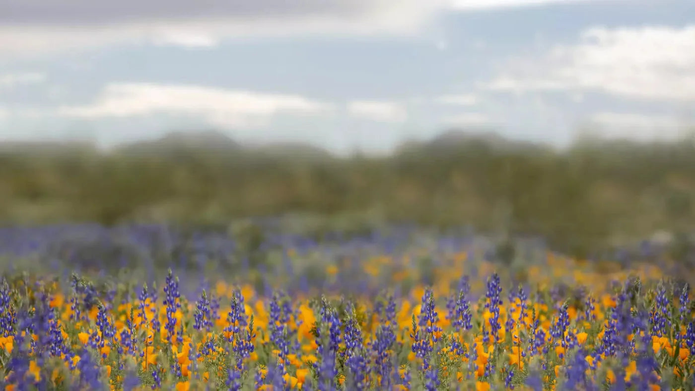 Mexican Poppies 14X8 Ultracloth ( 168 X 96 Inch ) Backdrop