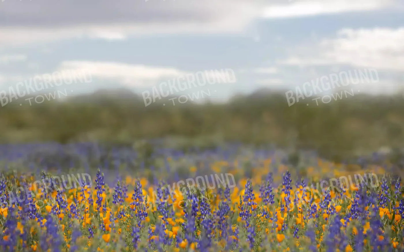 Mexican Poppies 14X9 Ultracloth ( 168 X 108 Inch ) Backdrop