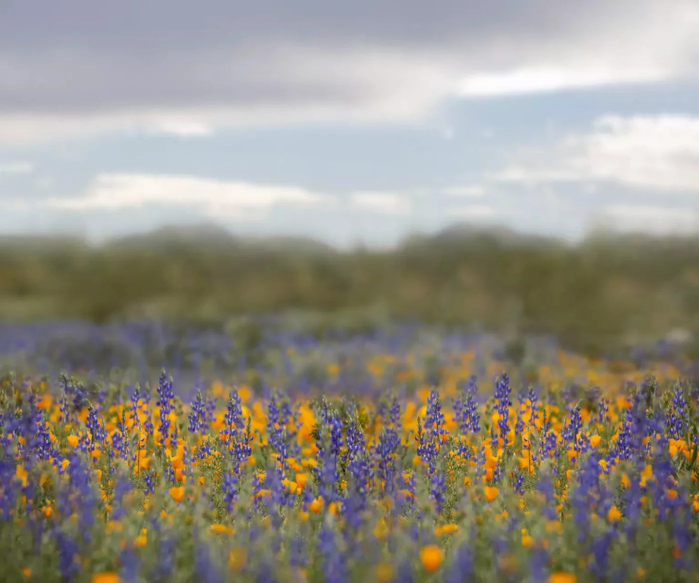 Mexican Poppies 5X42 Fleece ( 60 X 50 Inch ) Backdrop