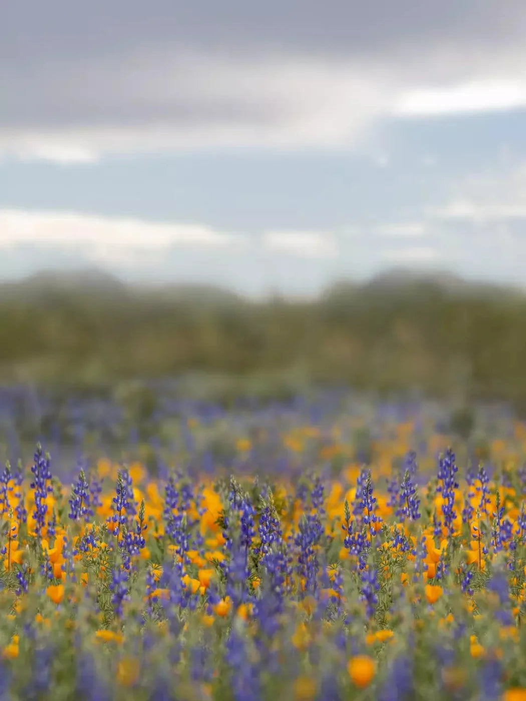 Mexican Poppies 5X7 Ultracloth ( 60 X 84 Inch ) Backdrop
