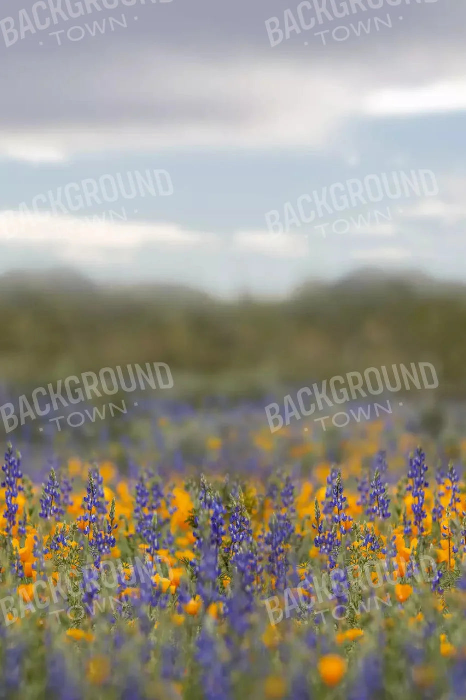 Mexican Poppies 5X8 Ultracloth ( 60 X 96 Inch ) Backdrop