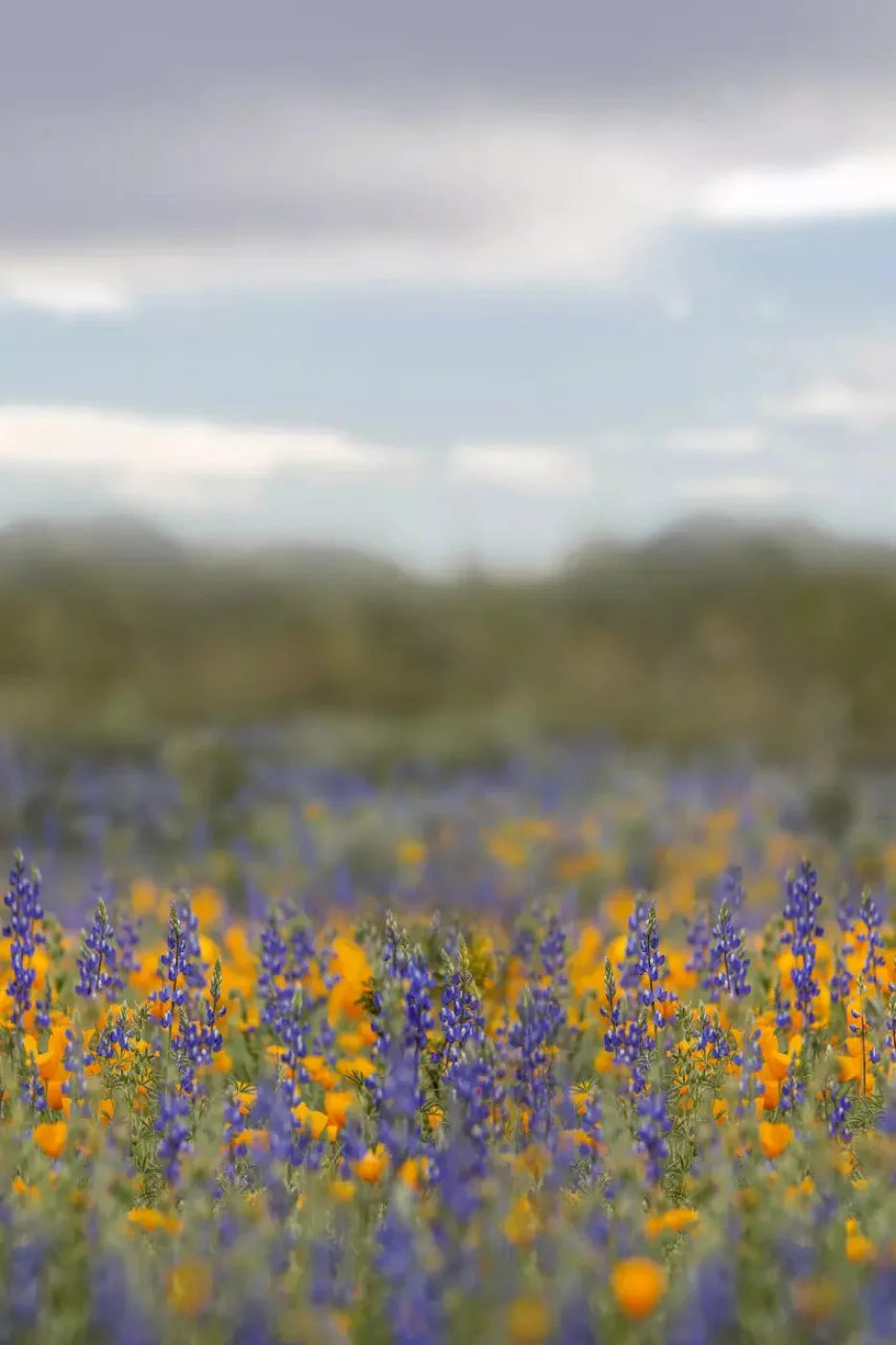 Mexican Poppies 5X8 Ultracloth ( 60 X 96 Inch ) Backdrop