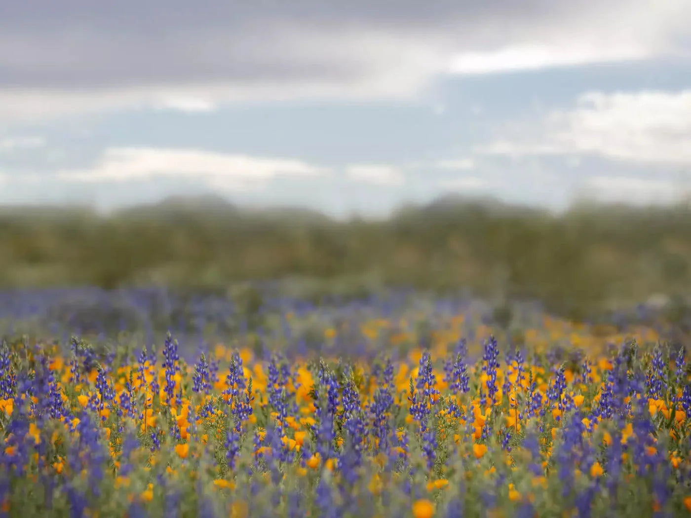 Mexican Poppies 68X5 Fleece ( 80 X 60 Inch ) Backdrop