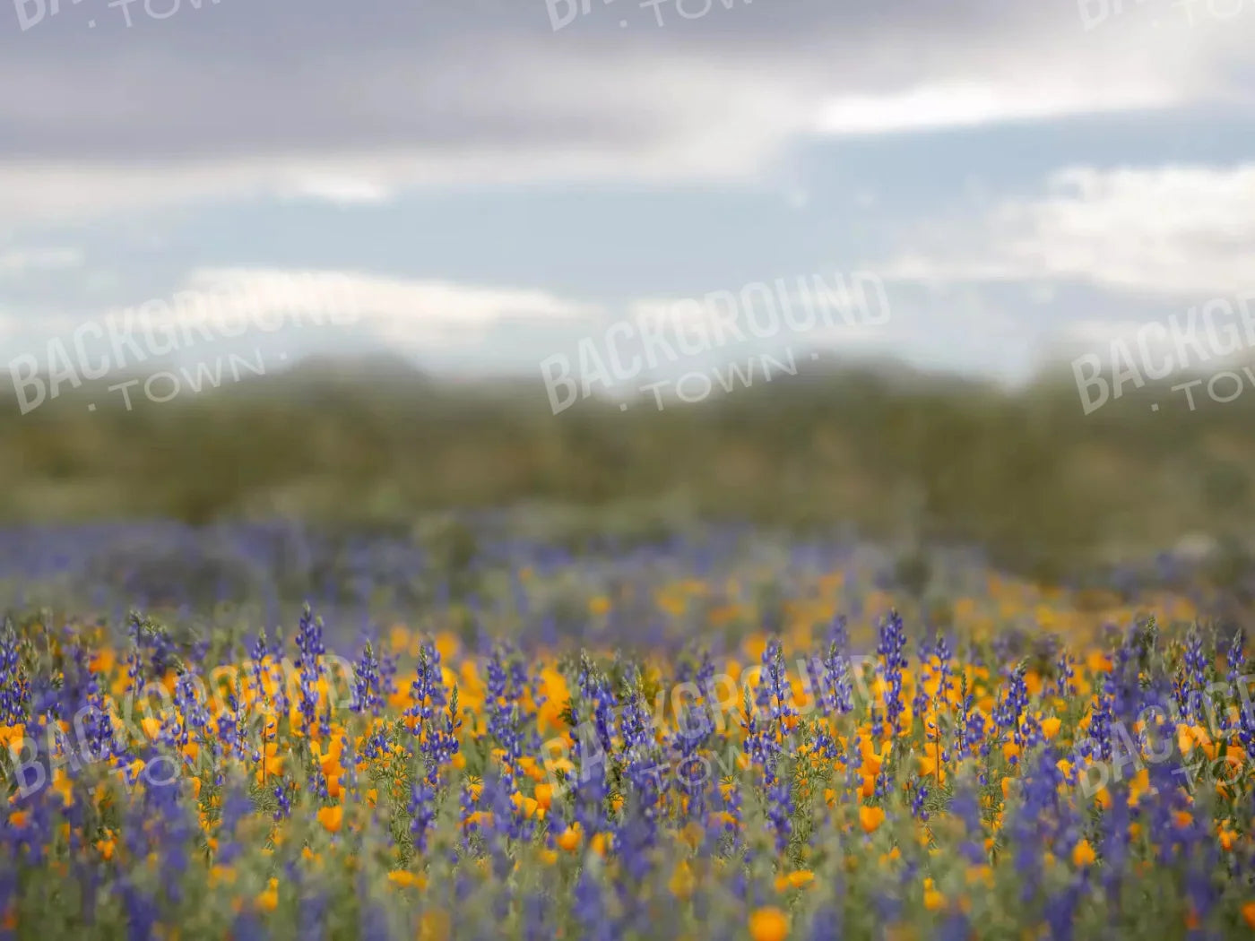 Mexican Poppies 68X5 Fleece ( 80 X 60 Inch ) Backdrop