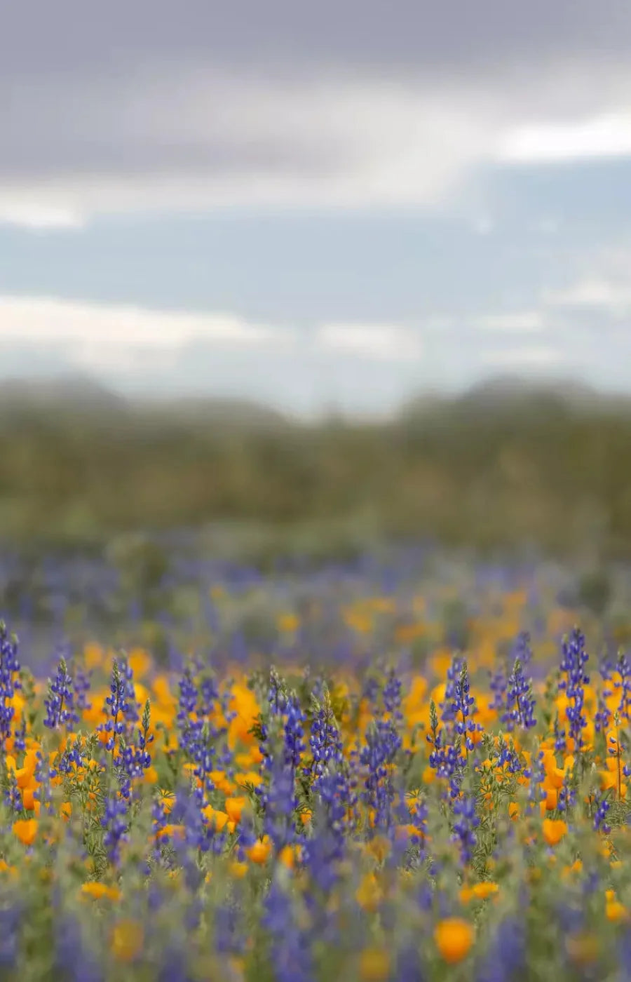 Mexican Poppies 8X12 Ultracloth ( 96 X 144 Inch ) Backdrop
