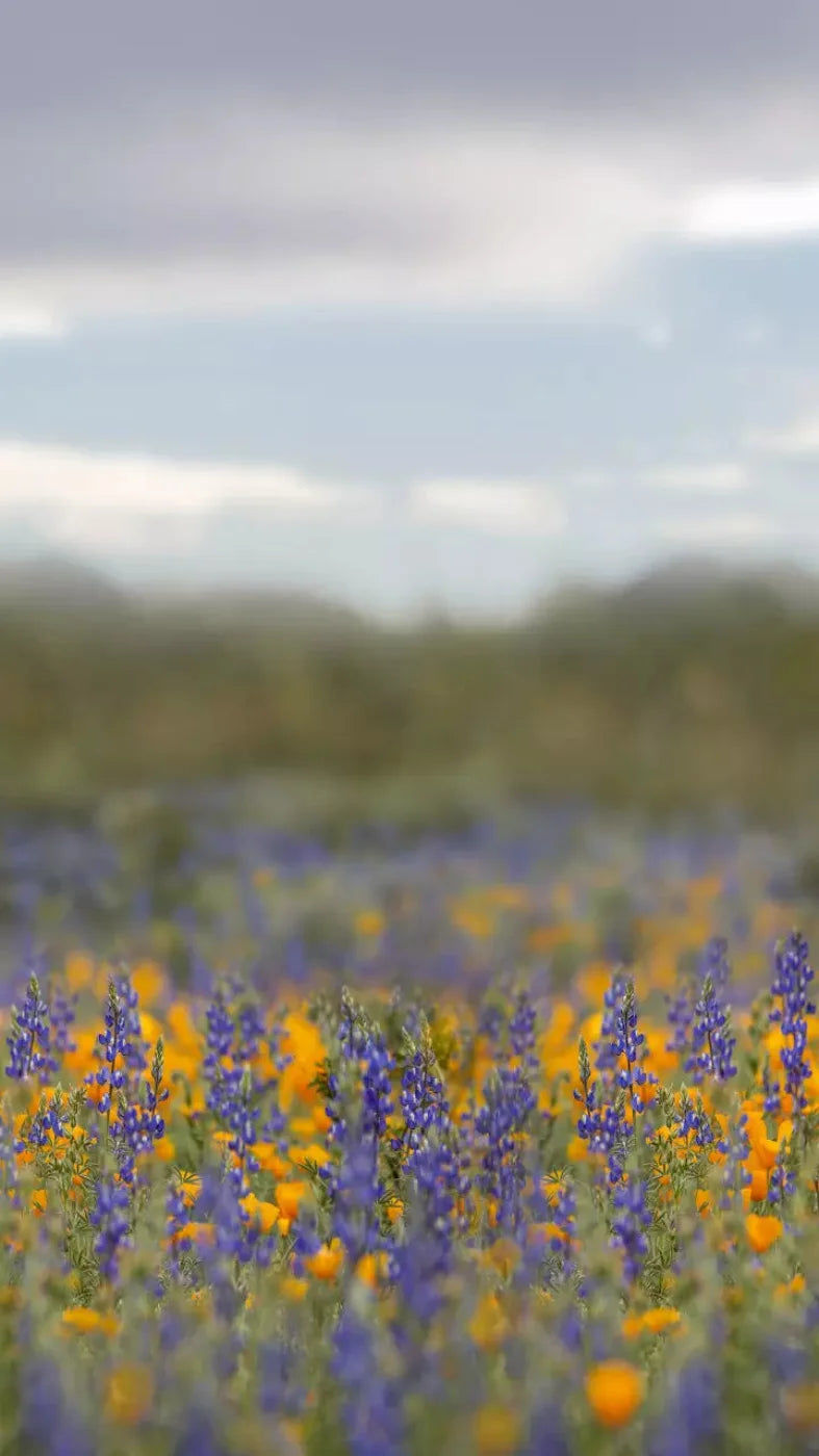 Mexican Poppies 8X14 Ultracloth ( 96 X 168 Inch ) Backdrop