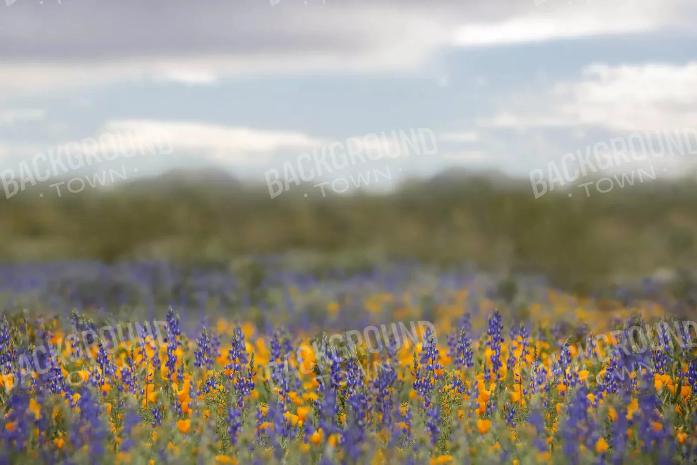 Mexican Poppies 8X5 Ultracloth ( 96 X 60 Inch ) Backdrop