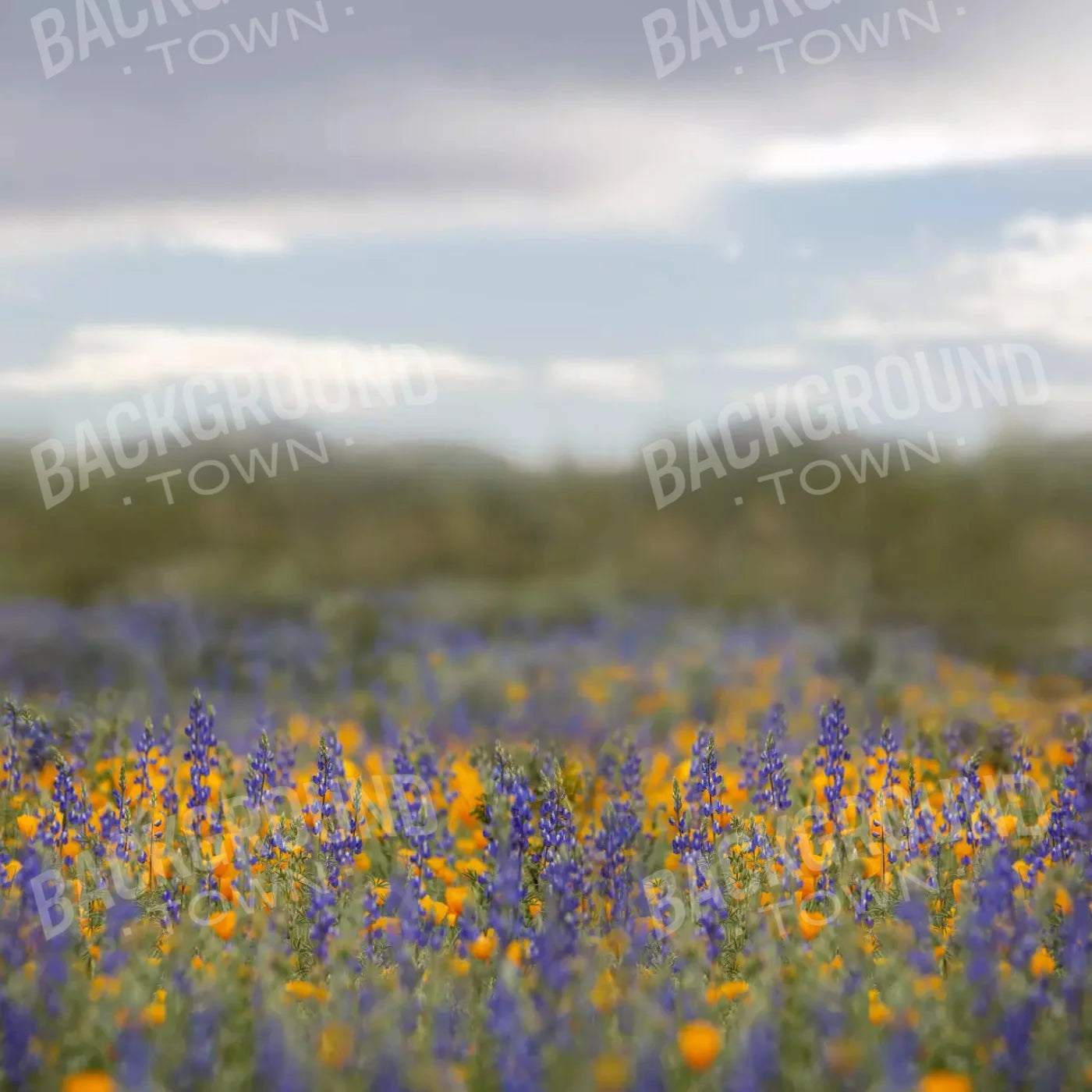 Mexican Poppies 8X8 Fleece ( 96 X Inch ) Backdrop
