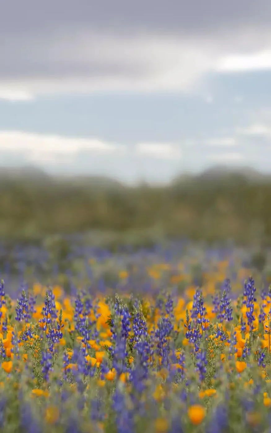 Mexican Poppies 9X14 Ultracloth ( 108 X 168 Inch ) Backdrop