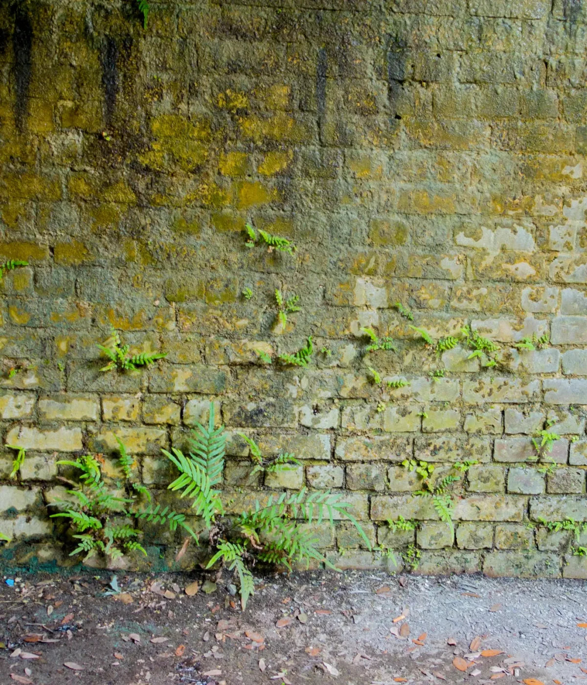 Moss Wall 1 10X12 Ultracloth ( 120 X 144 Inch ) Backdrop