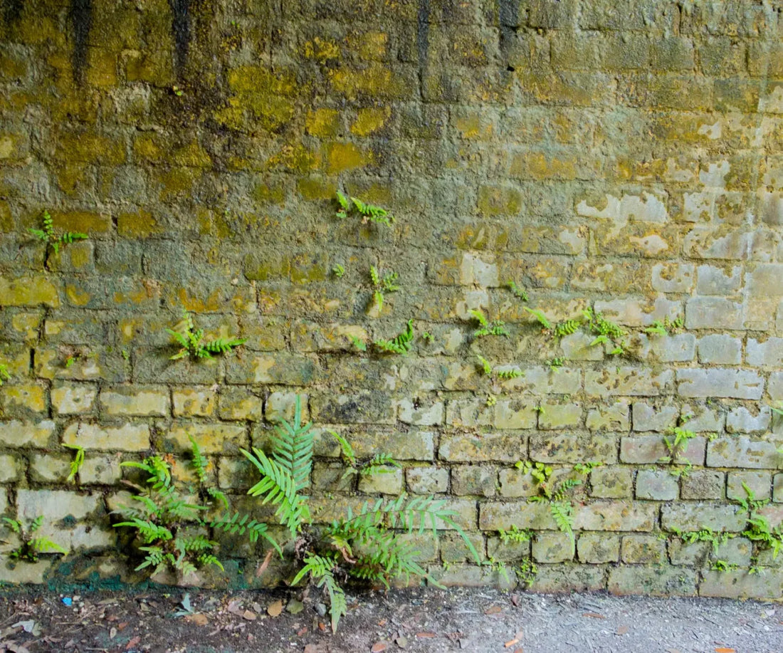 Moss Wall 1 5X42 Fleece ( 60 X 50 Inch ) Backdrop