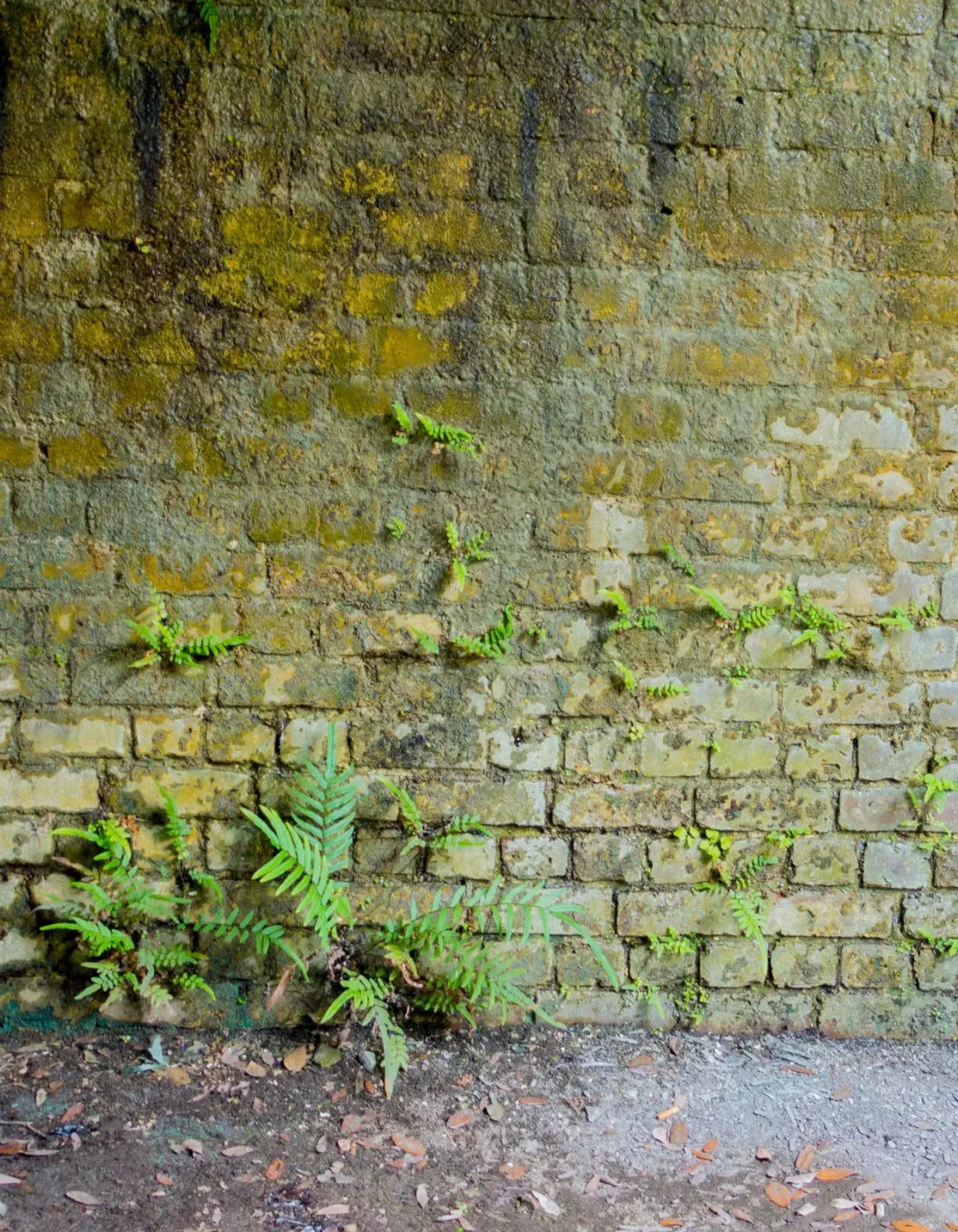 Moss Wall 1 6X8 Fleece ( 72 X 96 Inch ) Backdrop