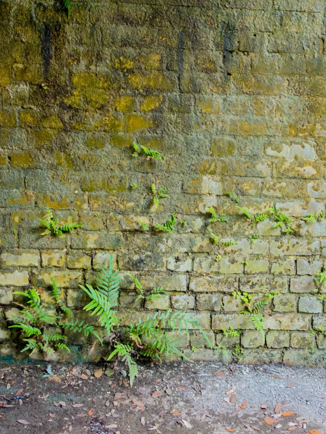 Moss Wall 1 8X10 Fleece ( 96 X 120 Inch ) Backdrop