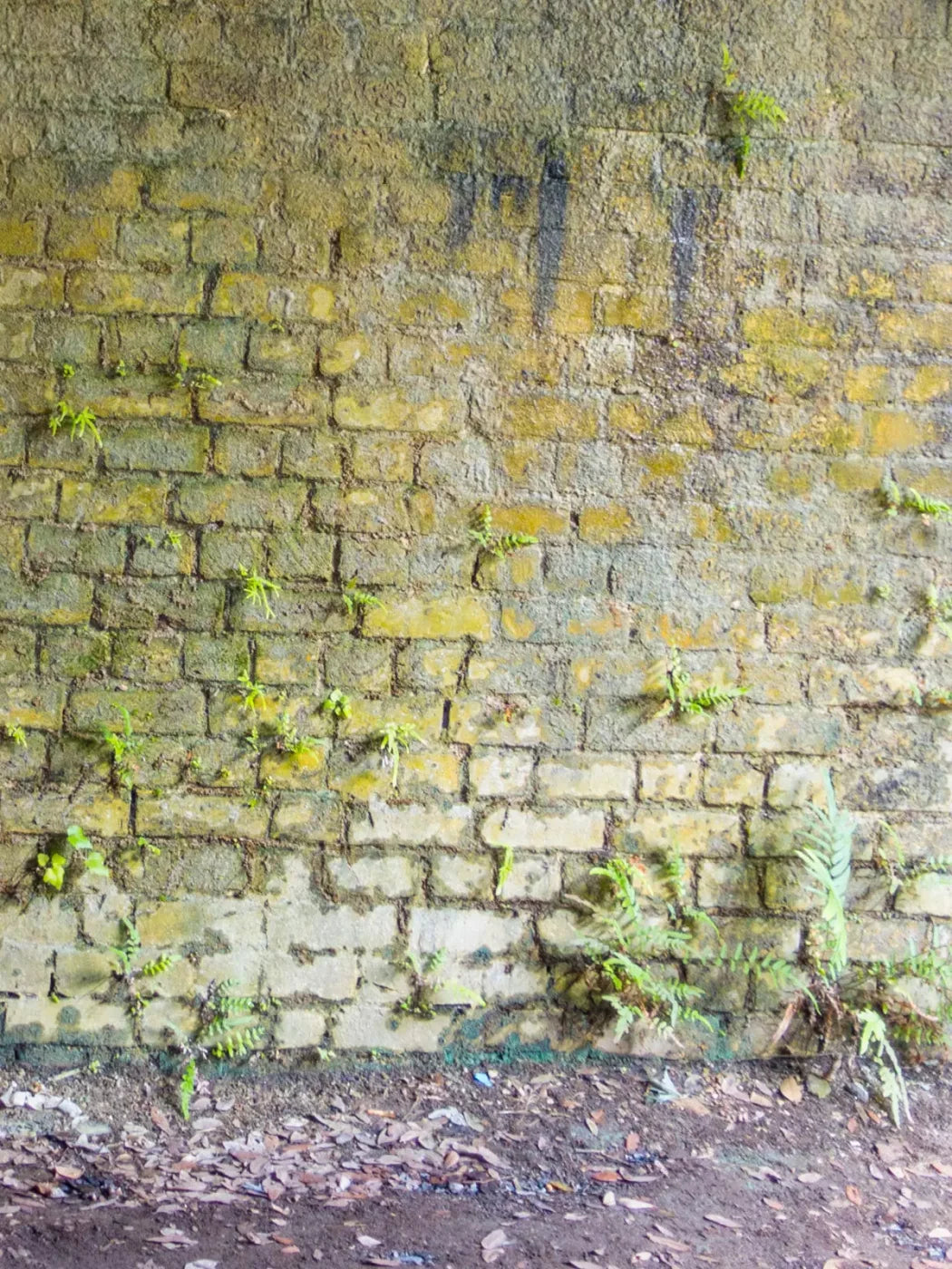 Moss Wall 2 5X68 Fleece ( 60 X 80 Inch ) Backdrop