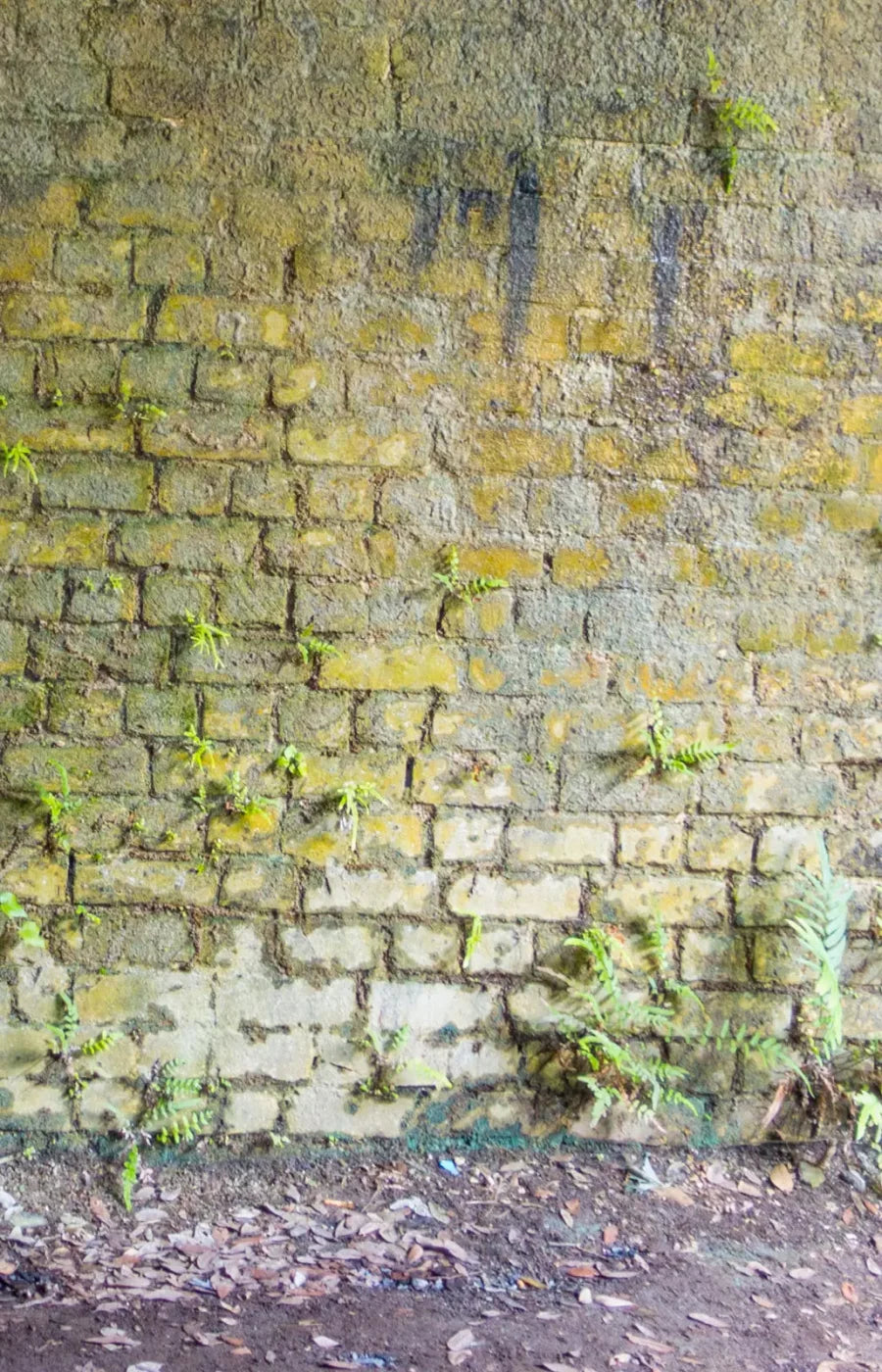 Moss Wall 2 8X12 Ultracloth ( 96 X 144 Inch ) Backdrop