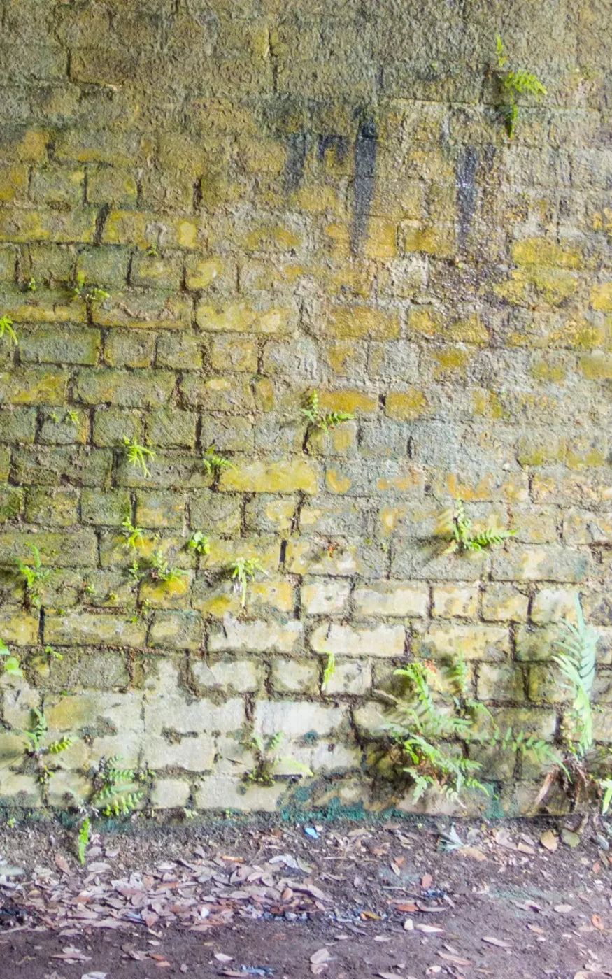 Moss Wall 2 9X14 Ultracloth ( 108 X 168 Inch ) Backdrop