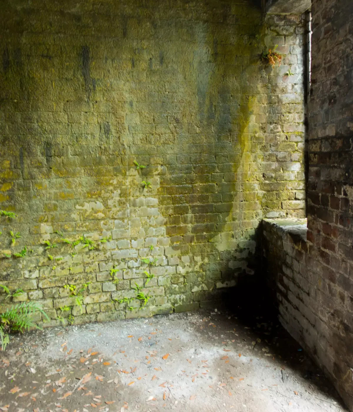 Moss Wall 3 10X12 Ultracloth ( 120 X 144 Inch ) Backdrop