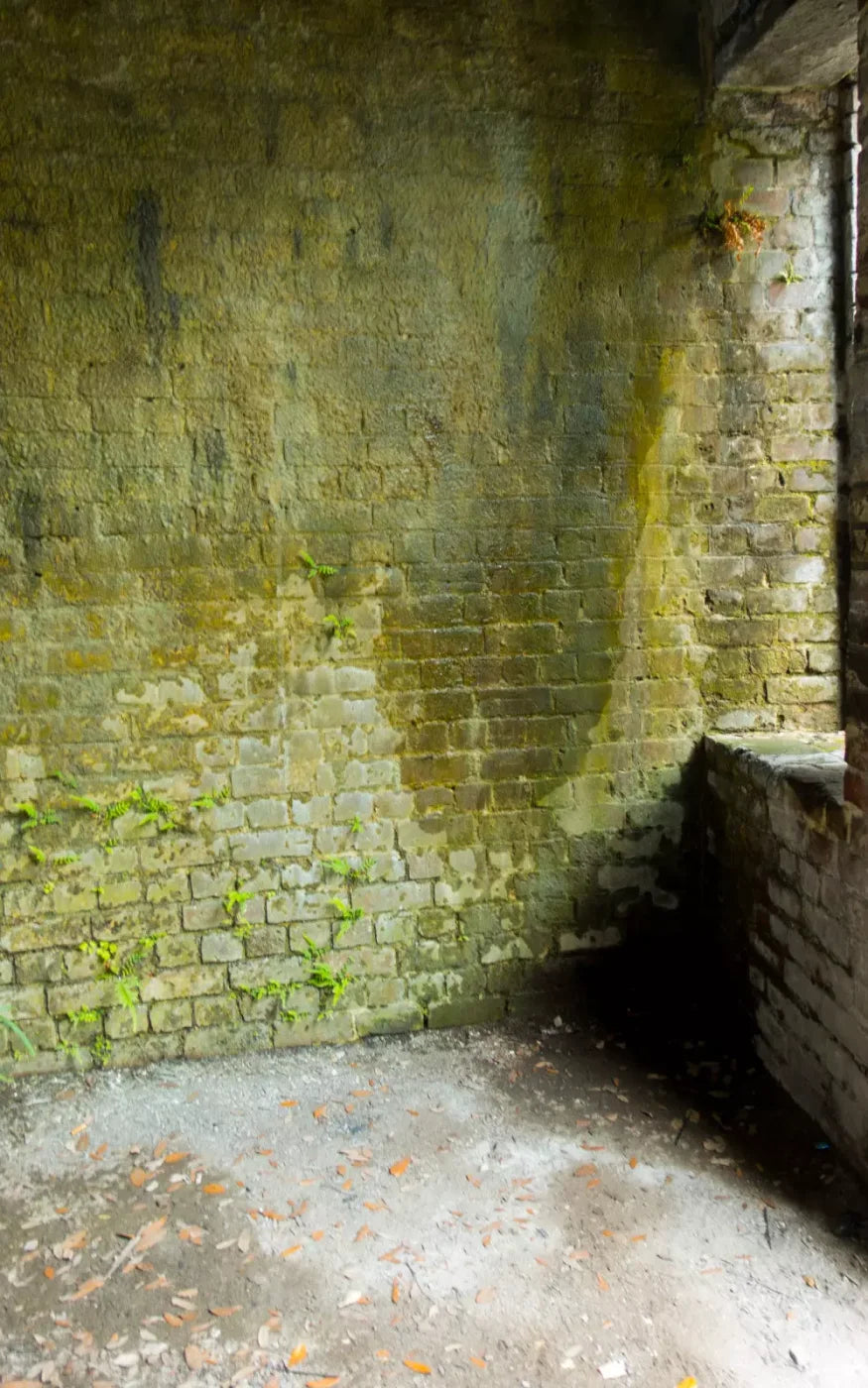 Moss Wall 3 9X14 Ultracloth ( 108 X 168 Inch ) Backdrop