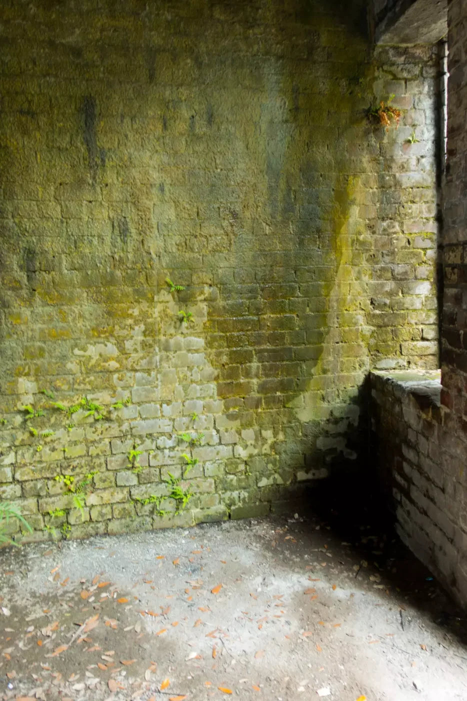 Moss Wall 3 Backdrop