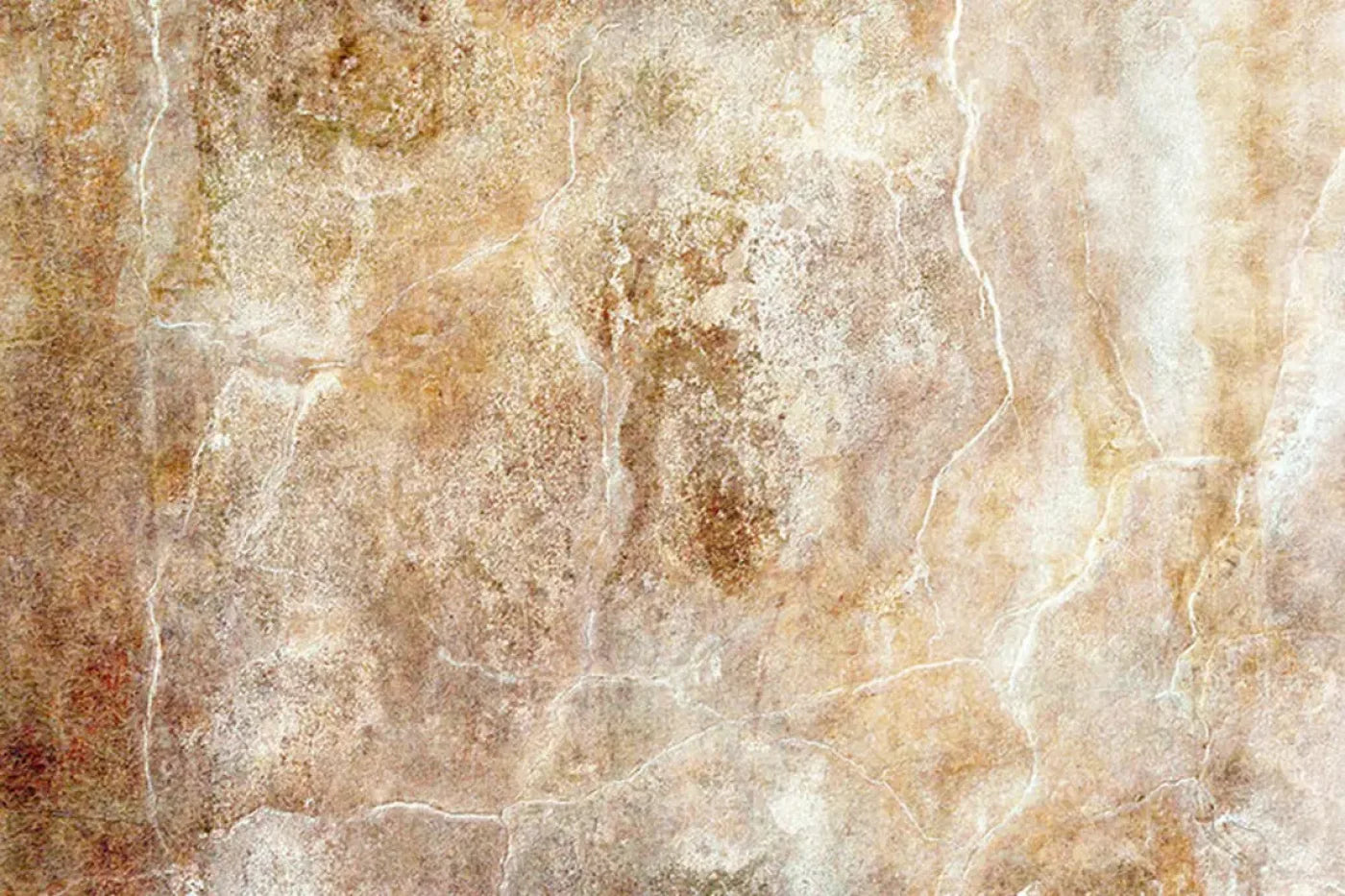 Neutral Backdrop