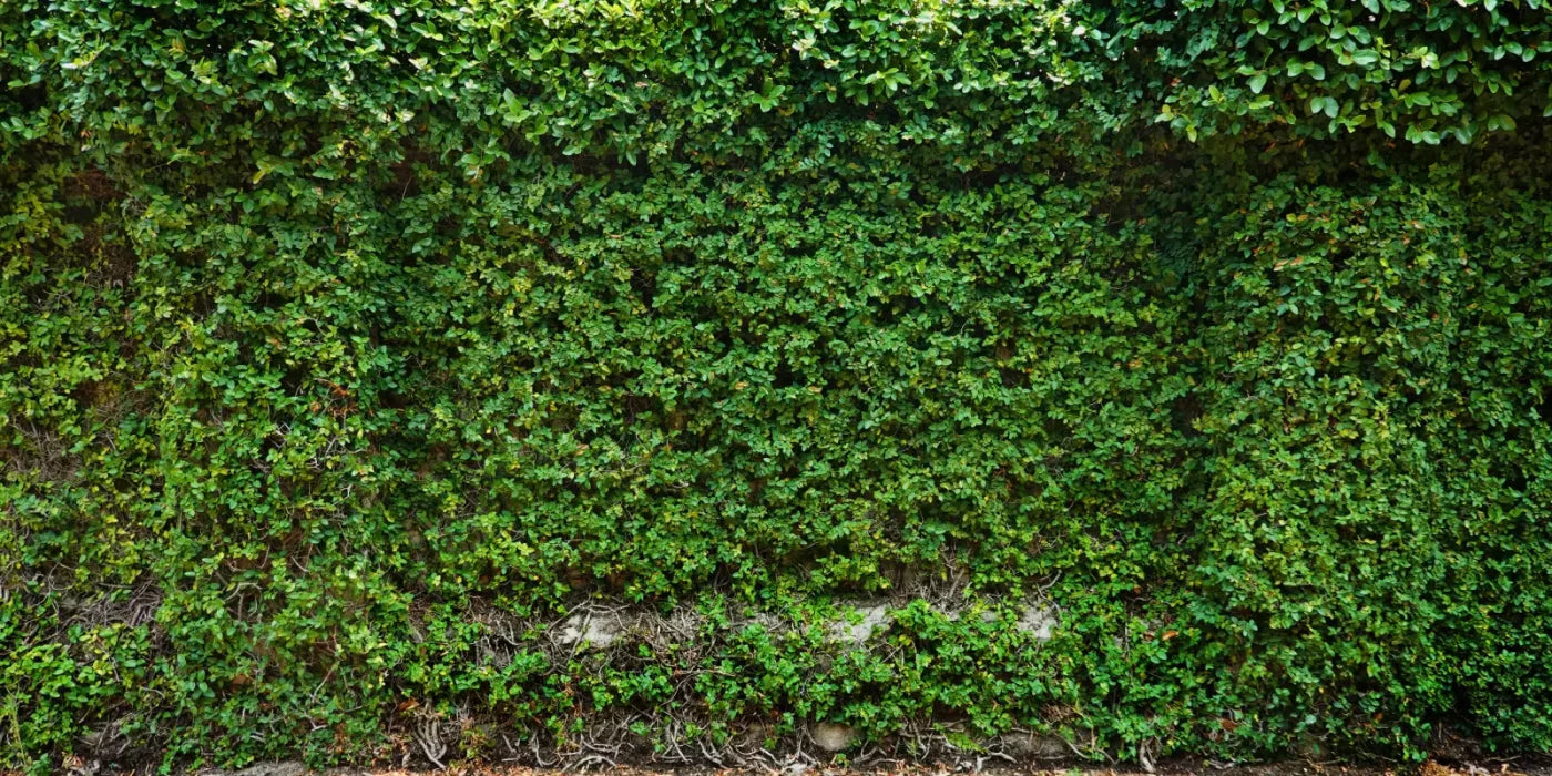 Overgrowth 20X10 Ultracloth ( 240 X 120 Inch ) Backdrop