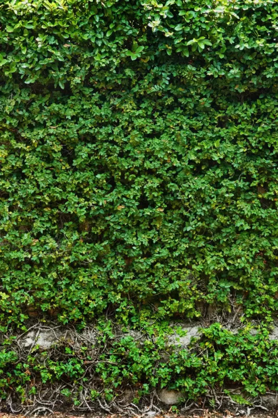 Overgrowth 5X8 Ultracloth ( 60 X 96 Inch ) Backdrop