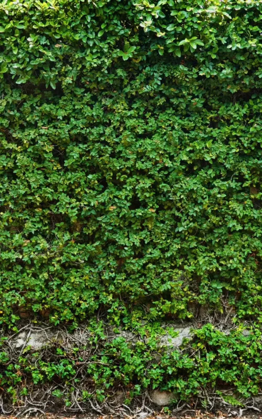 Overgrowth 9X14 Ultracloth ( 108 X 168 Inch ) Backdrop