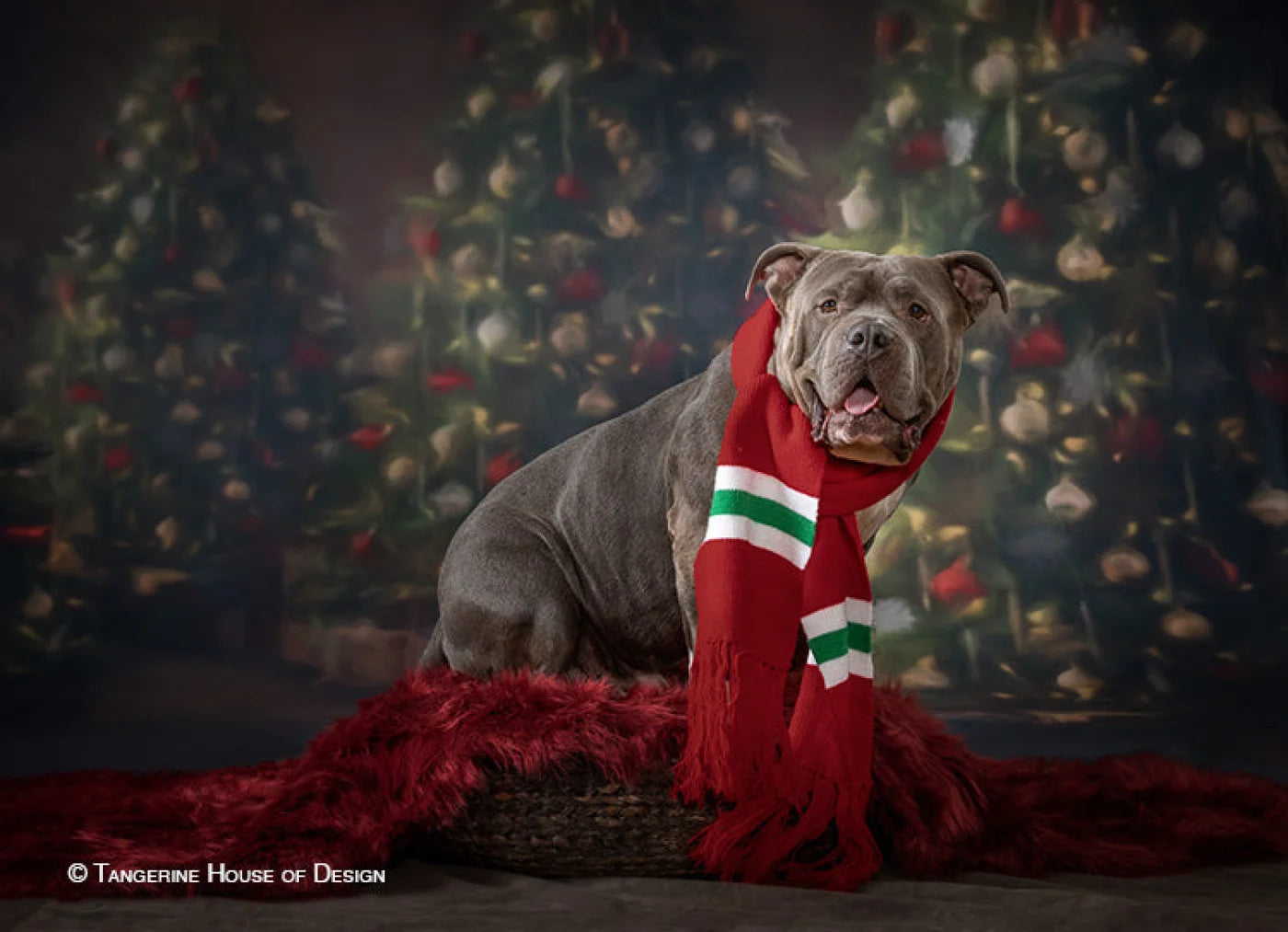 Painted Trees Backdrop