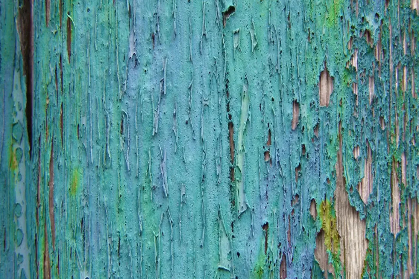 Plaint Backdrop
