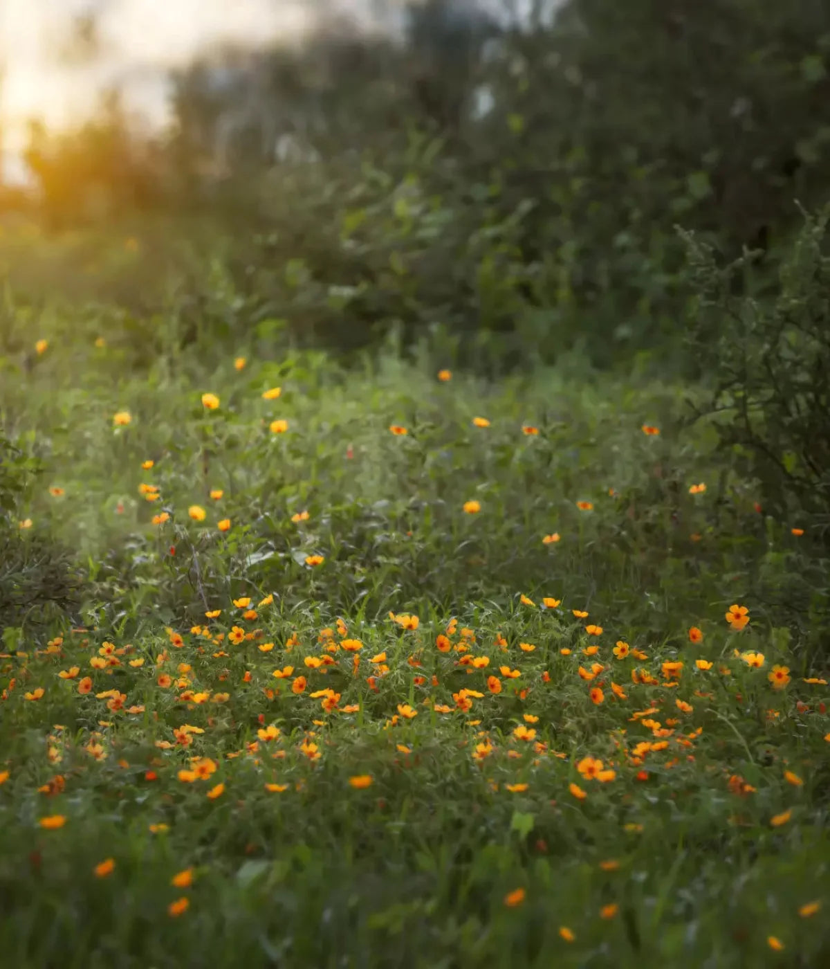 Poppy Forest 10X12 Ultracloth ( 120 X 144 Inch ) Backdrop