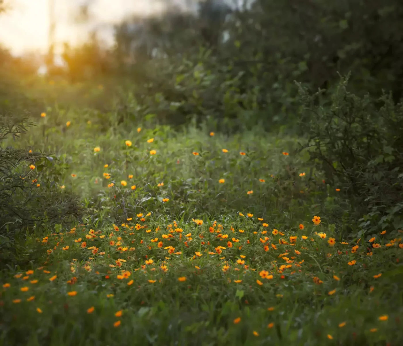 Poppy Forest 12X10 Ultracloth ( 144 X 120 Inch ) Backdrop