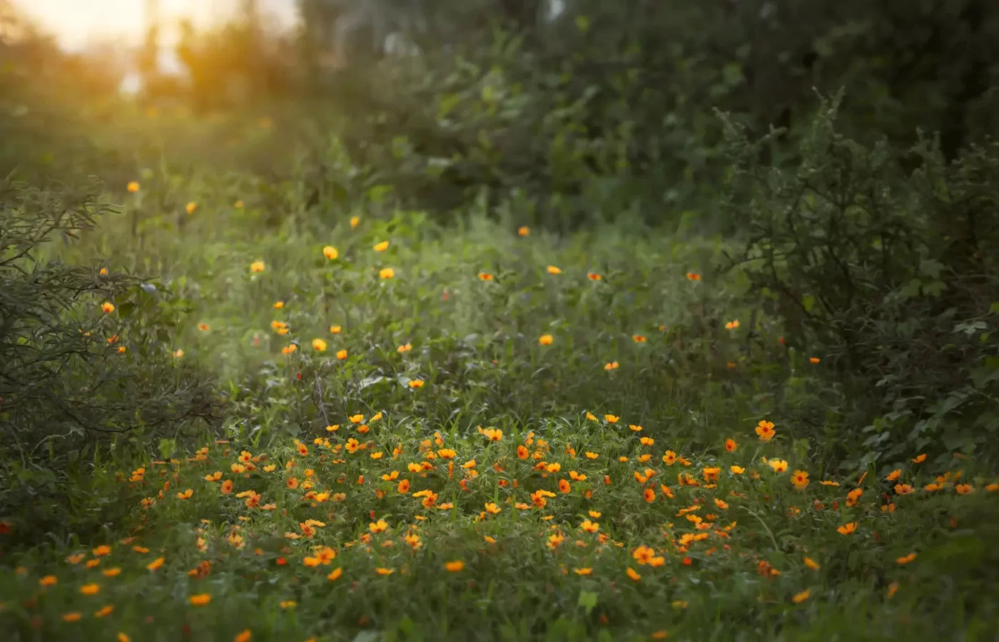 Poppy Forest 12X8 Ultracloth ( 144 X 96 Inch ) Backdrop