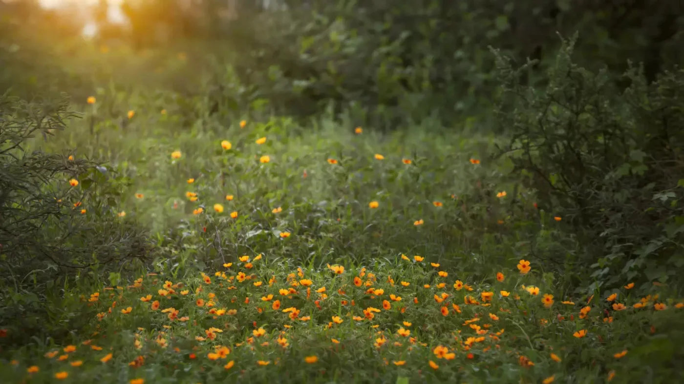 Poppy Forest 14X8 Ultracloth ( 168 X 96 Inch ) Backdrop