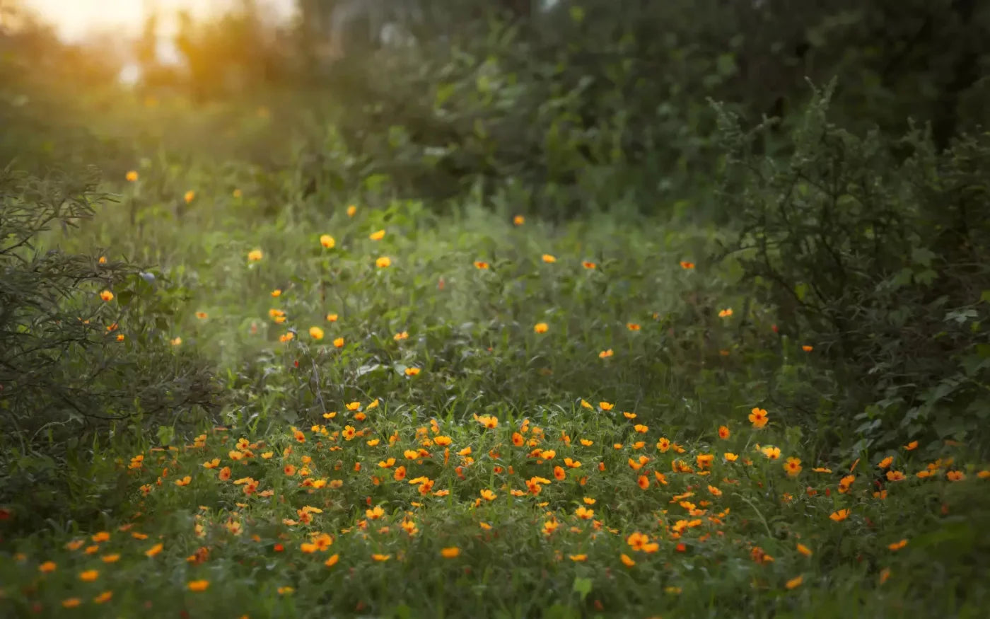 Poppy Forest 14X9 Ultracloth ( 168 X 108 Inch ) Backdrop