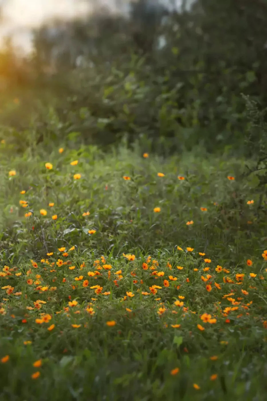 Poppy Forest 5X8 Ultracloth ( 60 X 96 Inch ) Backdrop