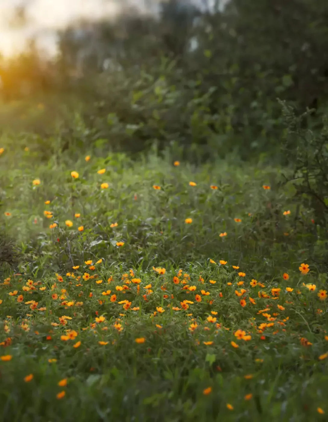 Poppy Forest 6X8 Fleece ( 72 X 96 Inch ) Backdrop