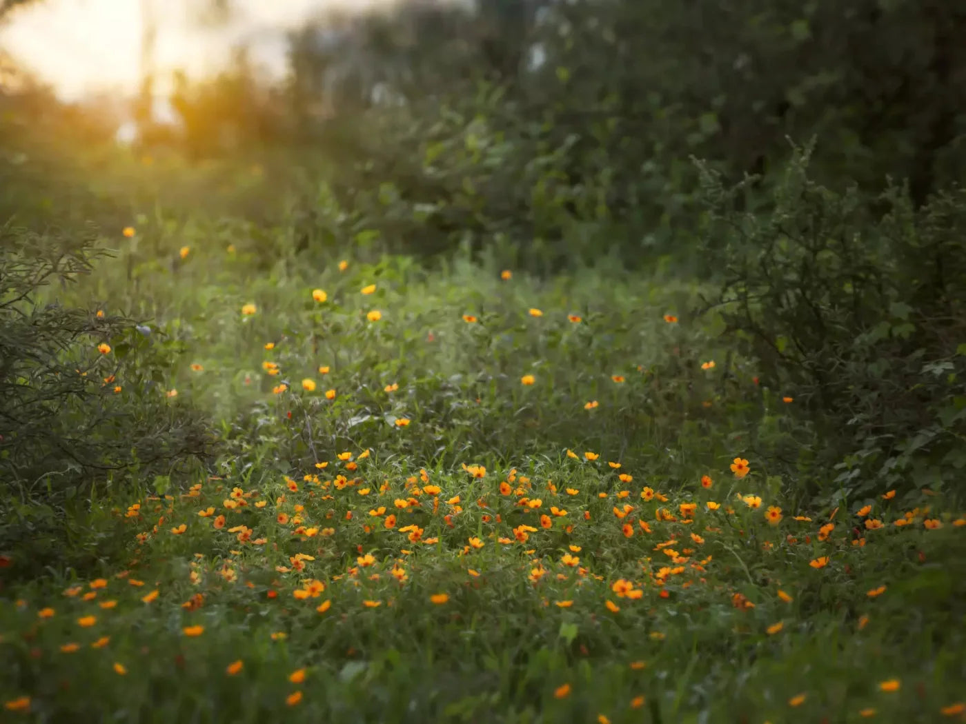 Poppy Forest 7X5 Ultracloth ( 84 X 60 Inch ) Backdrop