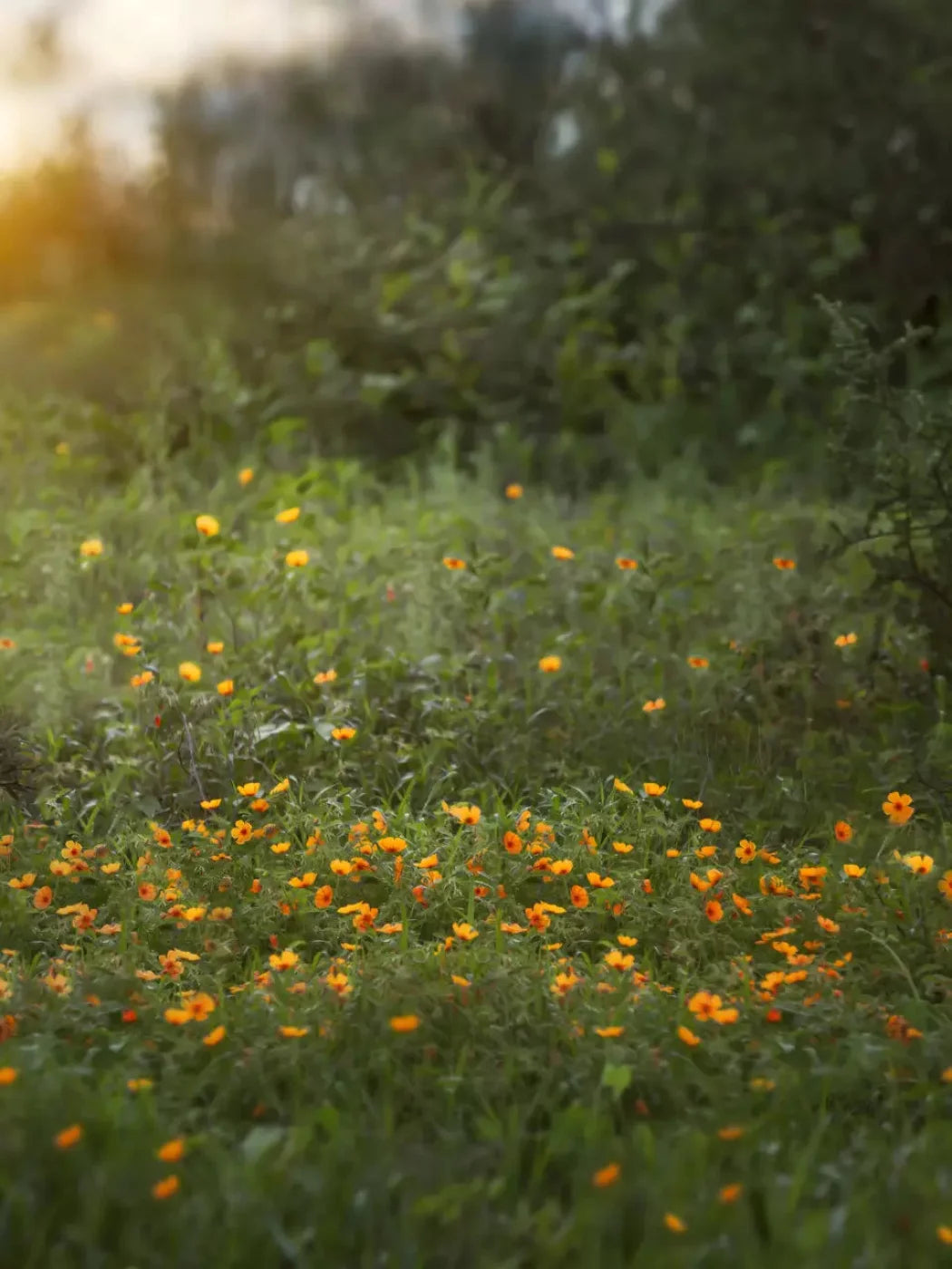 Poppy Forest 8X10 Fleece ( 96 X 120 Inch ) Backdrop