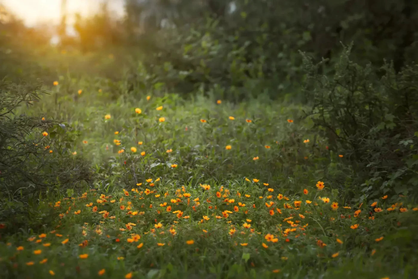 Poppy Forest 8X5 Ultracloth ( 96 X 60 Inch ) Backdrop