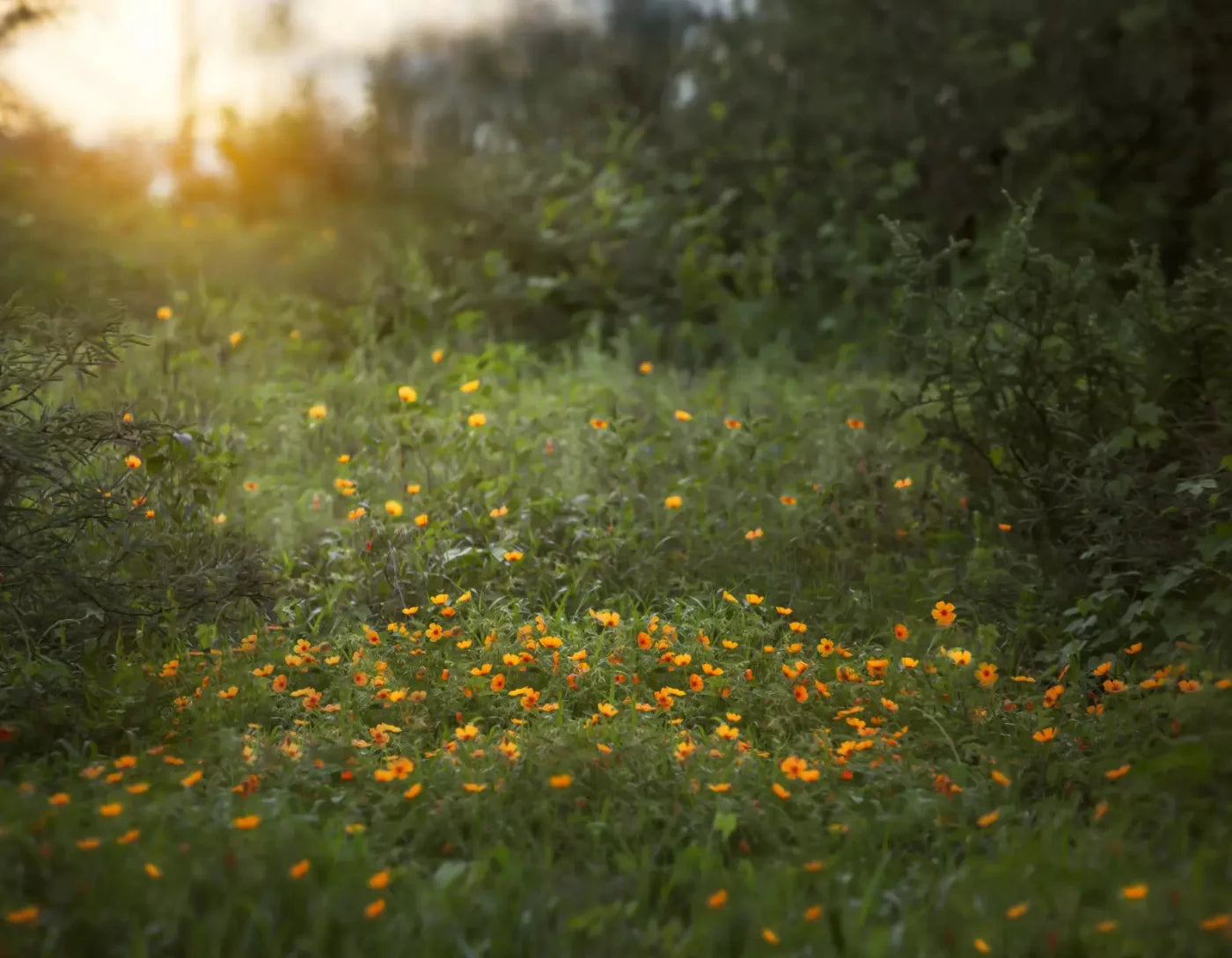 Poppy Forest 8X6 Fleece ( 96 X 72 Inch ) Backdrop