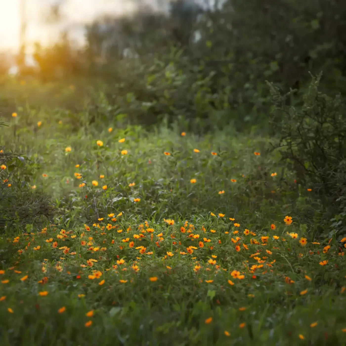 Poppy Forest 8X8 Fleece ( 96 X Inch ) Backdrop
